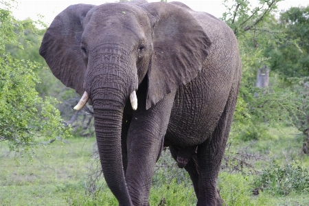 Foto Animali selvatici mammifero fauna elefante