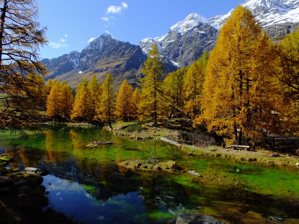 風景 木 自然 森