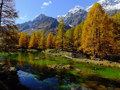 風景 木 自然 森 写真