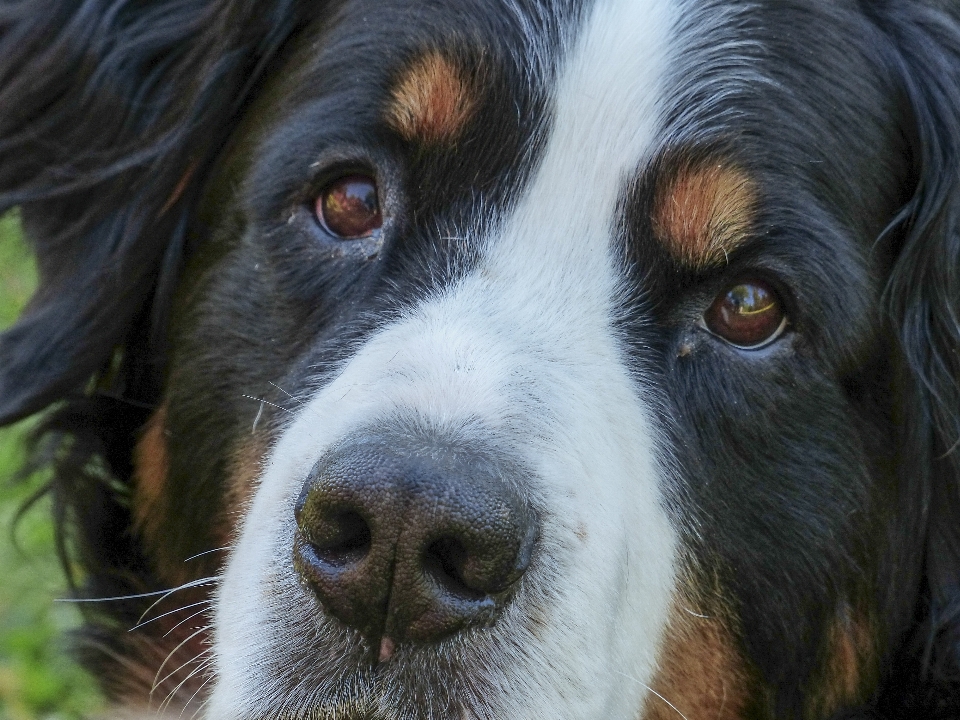 Perro animal lindo canino
