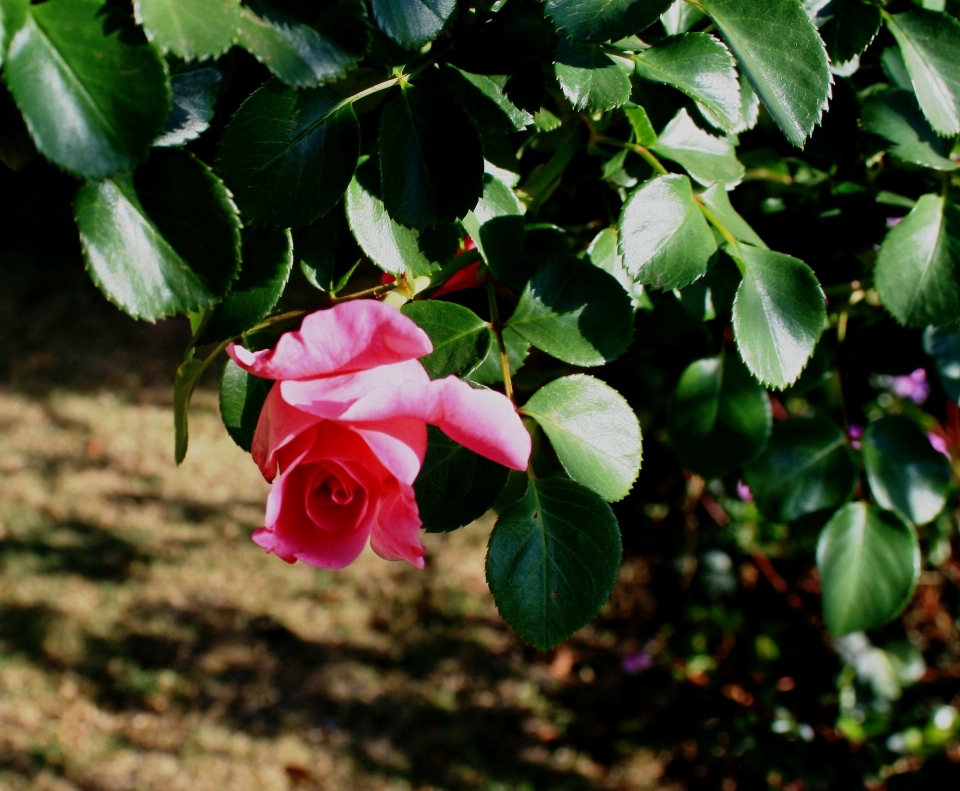 Natur zweig blüte anlage