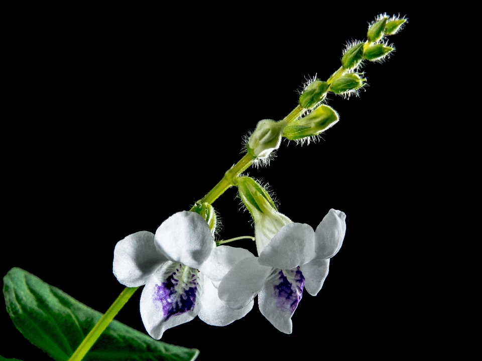 Branch blossom plant leaf