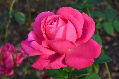 Landscape plant flower petal Photo