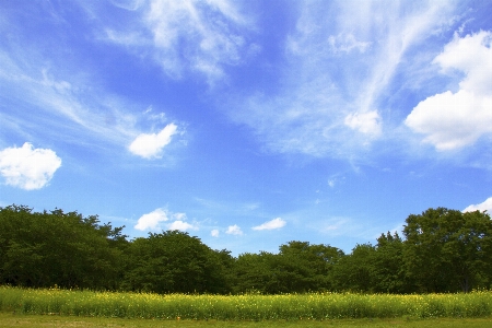 Landscape tree nature forest Photo