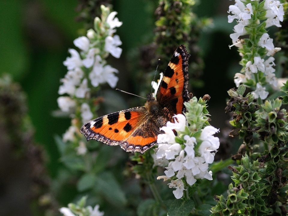 Natureza flor animal inseto