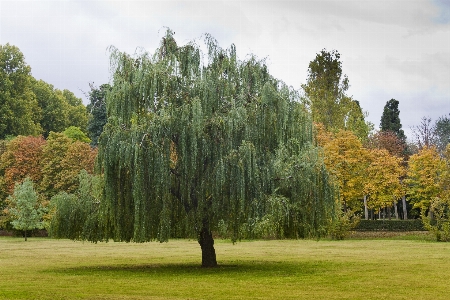 Landscape tree nature grass Photo