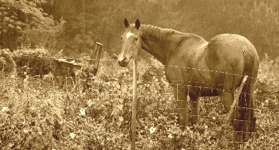 Foto Alam rumput hitam dan putih
 bidang