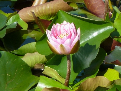 Nature blossom plant leaf Photo