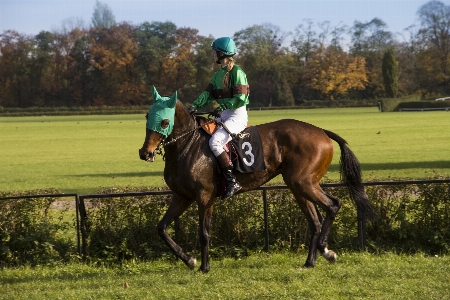 Animal recreation pasture horse Photo