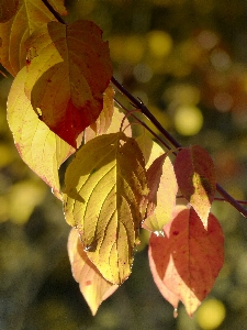 Tree nature forest branch Photo