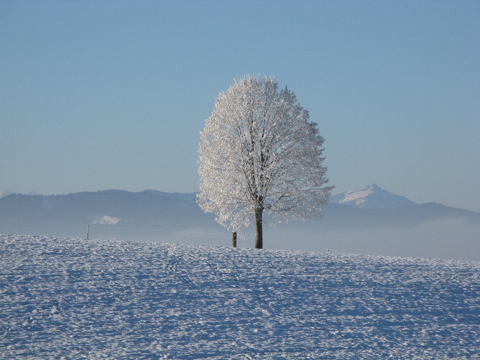 Albero orizzonte montagna nevicare