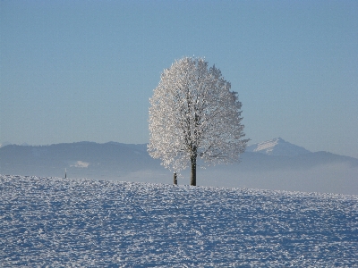 Tree horizon mountain snow Photo