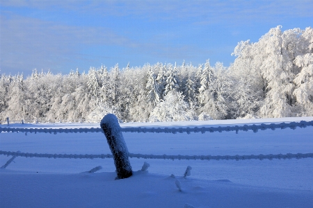 Landscape forest mountain snow Photo