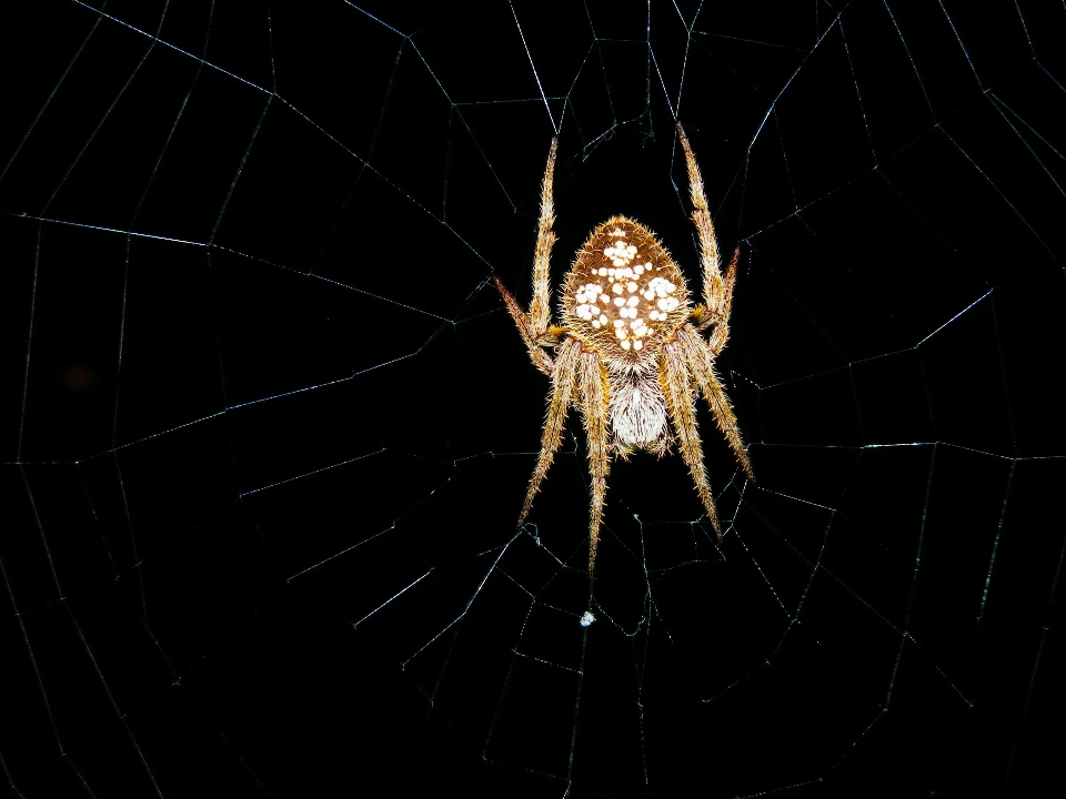 Nature night spooky dark