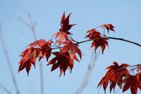 Tree branch plant sky Photo