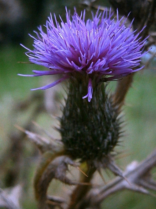 Natura fiore spinoso
 pianta