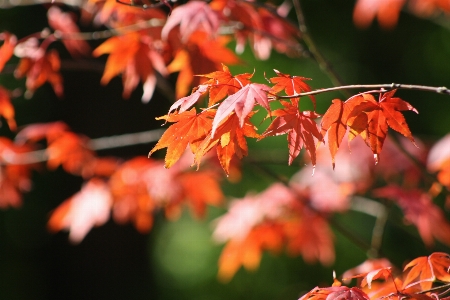 Tree nature branch blossom Photo