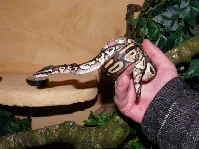 Foto Mano verde humano reptil