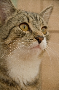 Foto Retrato gato mamífero fauna