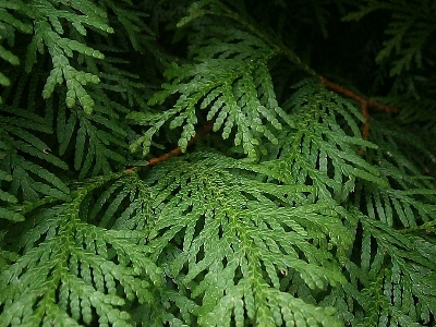 木 自然 森 ブランチ 写真