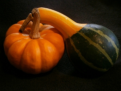 Plant decoration orange food Photo