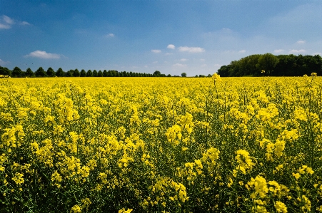 Landscape plant field farm Photo