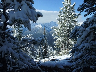 Tree forest wilderness mountain Photo