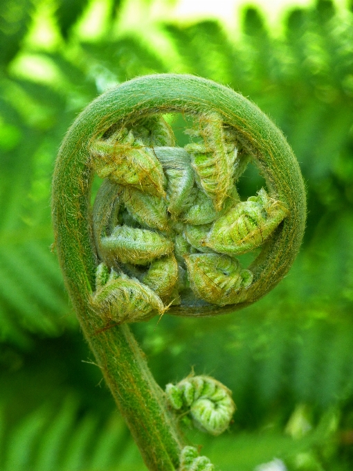 Alam tanaman fotografi daun