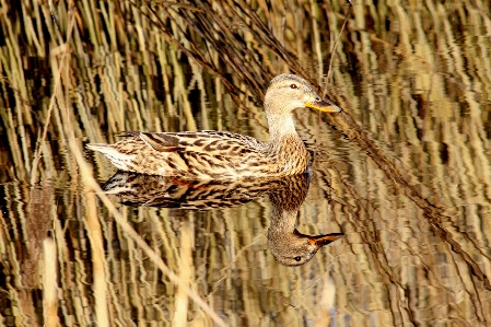 Nature bird wing wildlife Photo