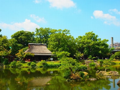 木 水 空 花 写真