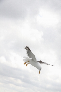 Foto Alam burung sayap laut
