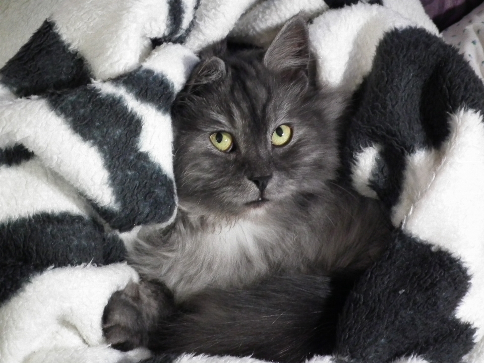 Black and white cute pet fur