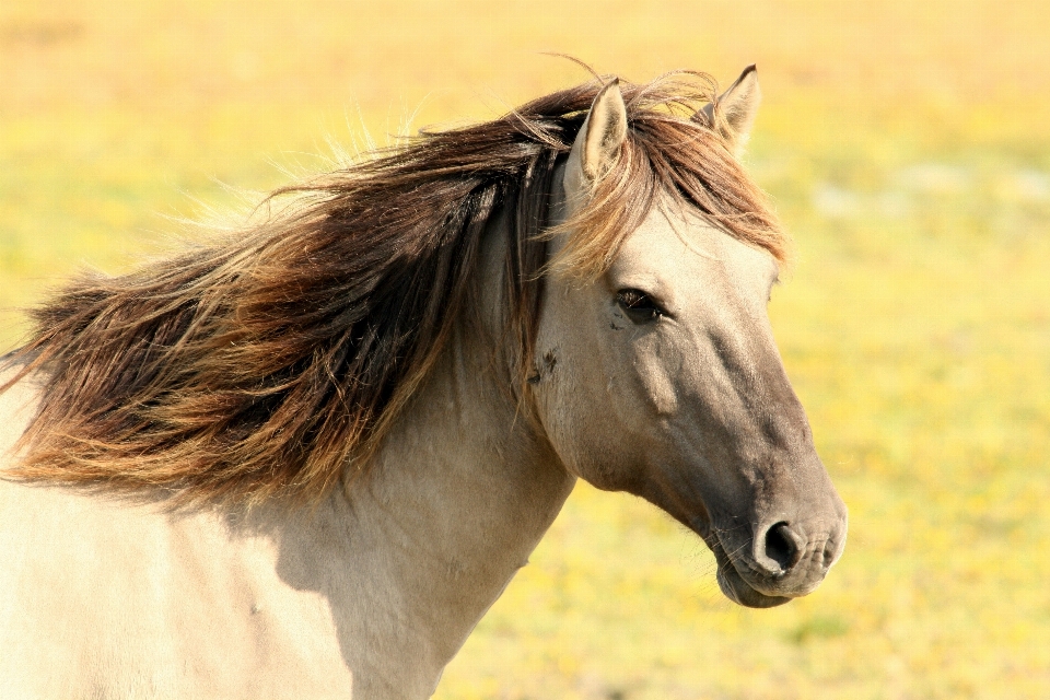 Nature pasture horse mammal