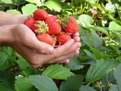 Plant fruit berry sweet Photo