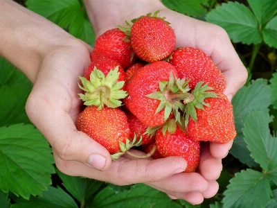 Plant fruit berry sweet Photo