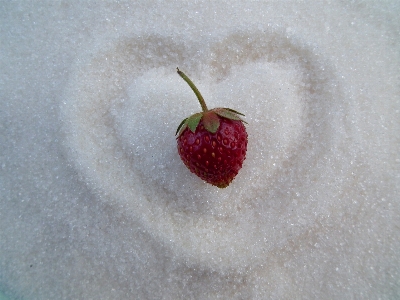 Plant white fruit berry Photo