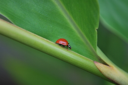 Natur zweig anlage fotografie Foto