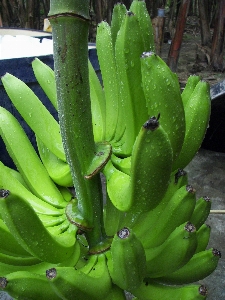 Foto Plantar flor comida verde