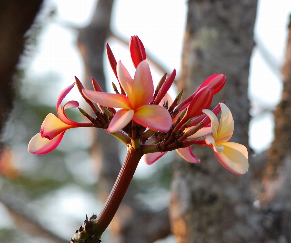 Natur zweig blüte anlage