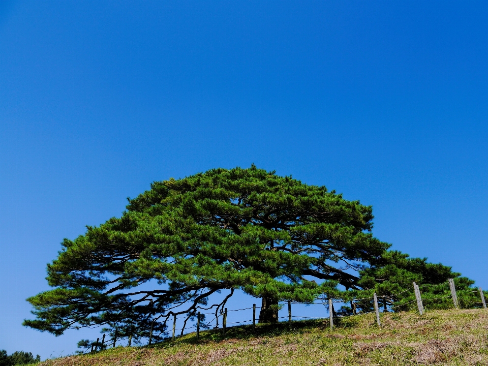 Tree plant sky field