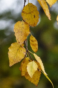 Foto árbol naturaleza rama planta