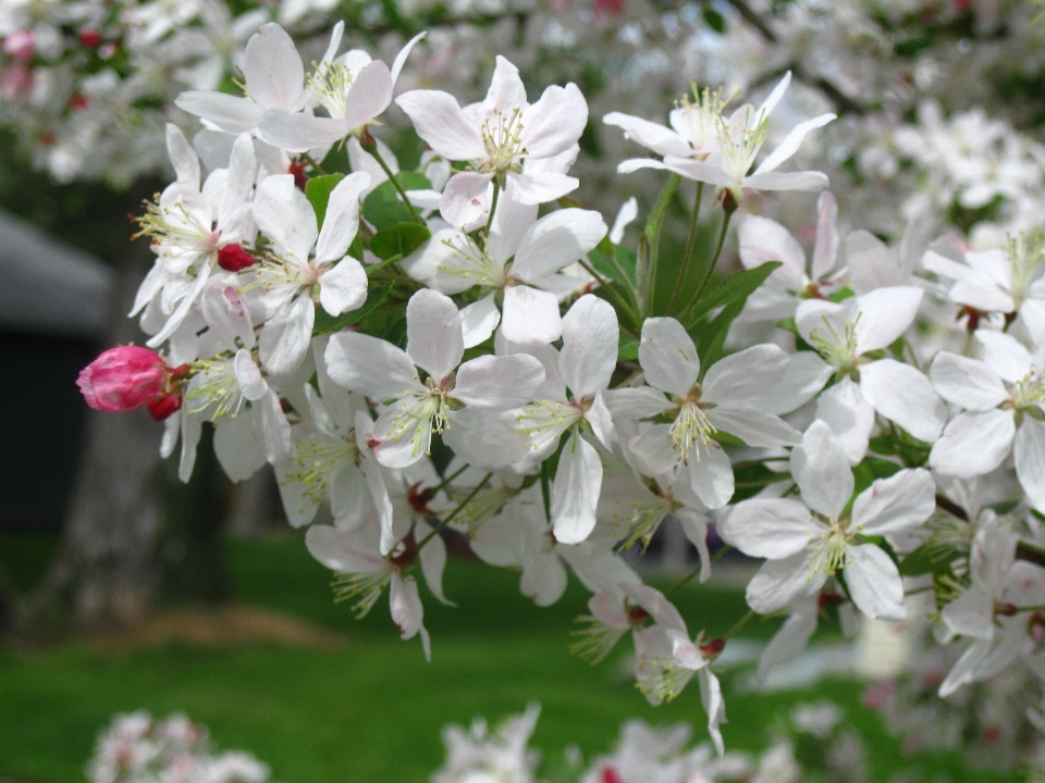 Natura ramo fiore pianta