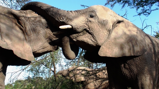 自然 冒険 野生動物 動物園 写真