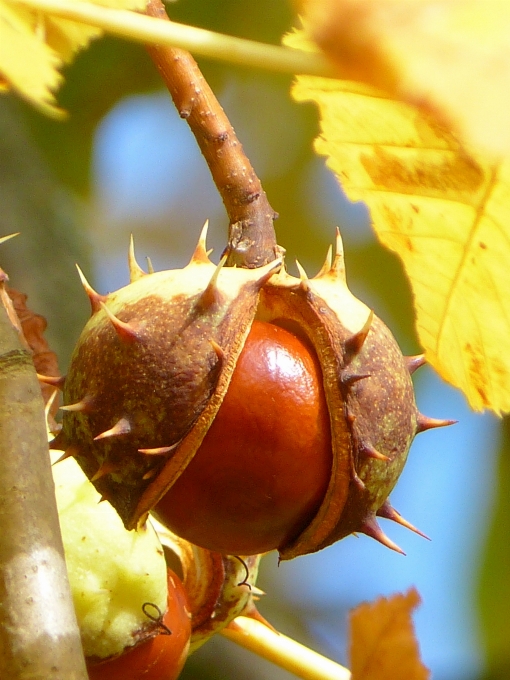 Albero natura spinoso
 pianta