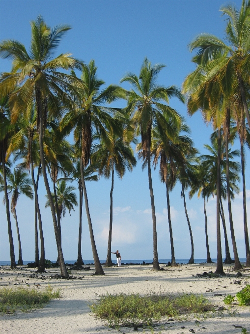 Plage mer côte arbre