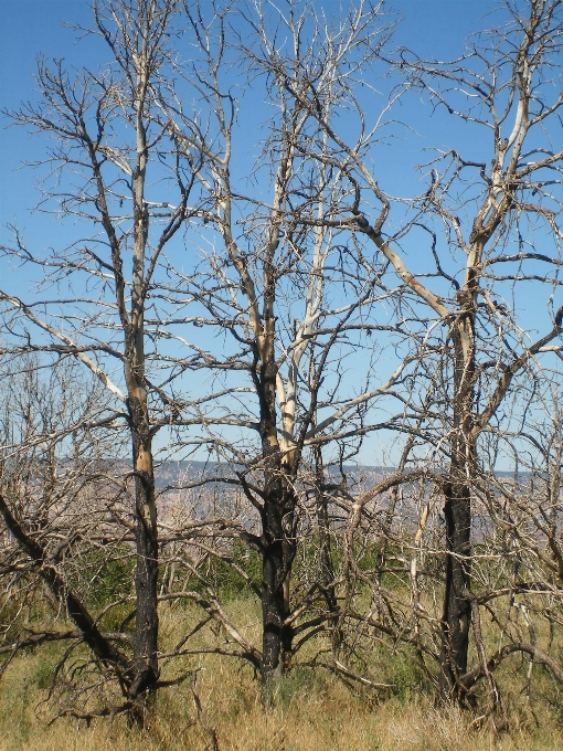 Albero natura ramo fiore