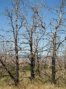 Ağaç doğa dal çiçek Fotoğraf