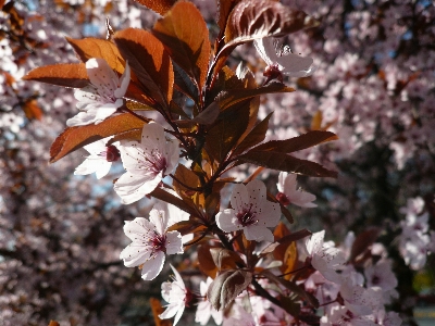 木 ブランチ 花 植物 写真