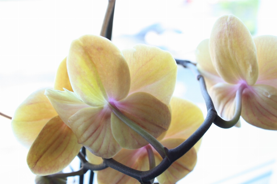 Wasser natur blüte licht