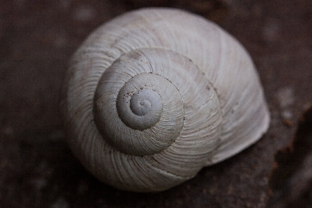 Foto Natura spirale vecchio muschio
